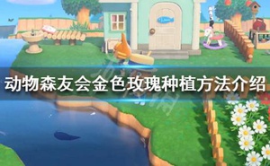 《集合啦動物森友會》金色玫瑰怎麼種 金色玫瑰種植方法介紹